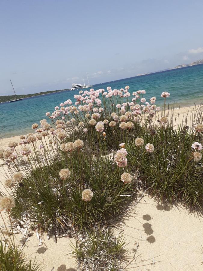 Gli Olivastri Con Piscina,Solarium, Vista Mare ,Sole -Mare E Tanta Natura ,Climatizzatore,Wifi アリエントゥ エクステリア 写真