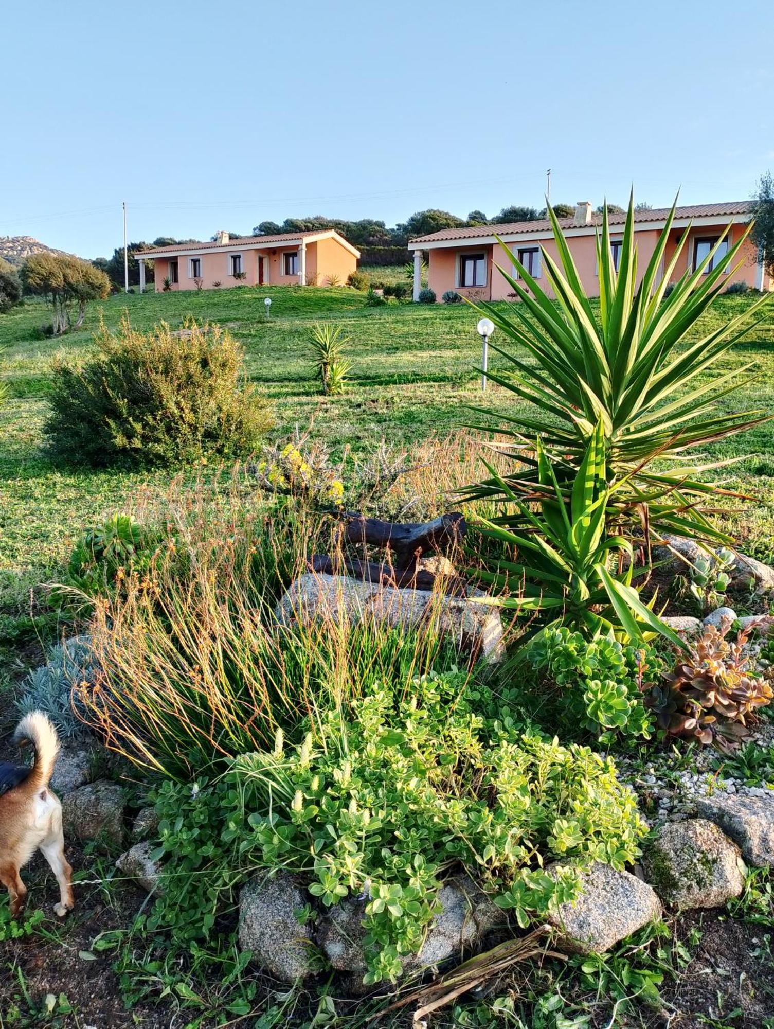 Gli Olivastri Con Piscina,Solarium, Vista Mare ,Sole -Mare E Tanta Natura ,Climatizzatore,Wifi アリエントゥ エクステリア 写真